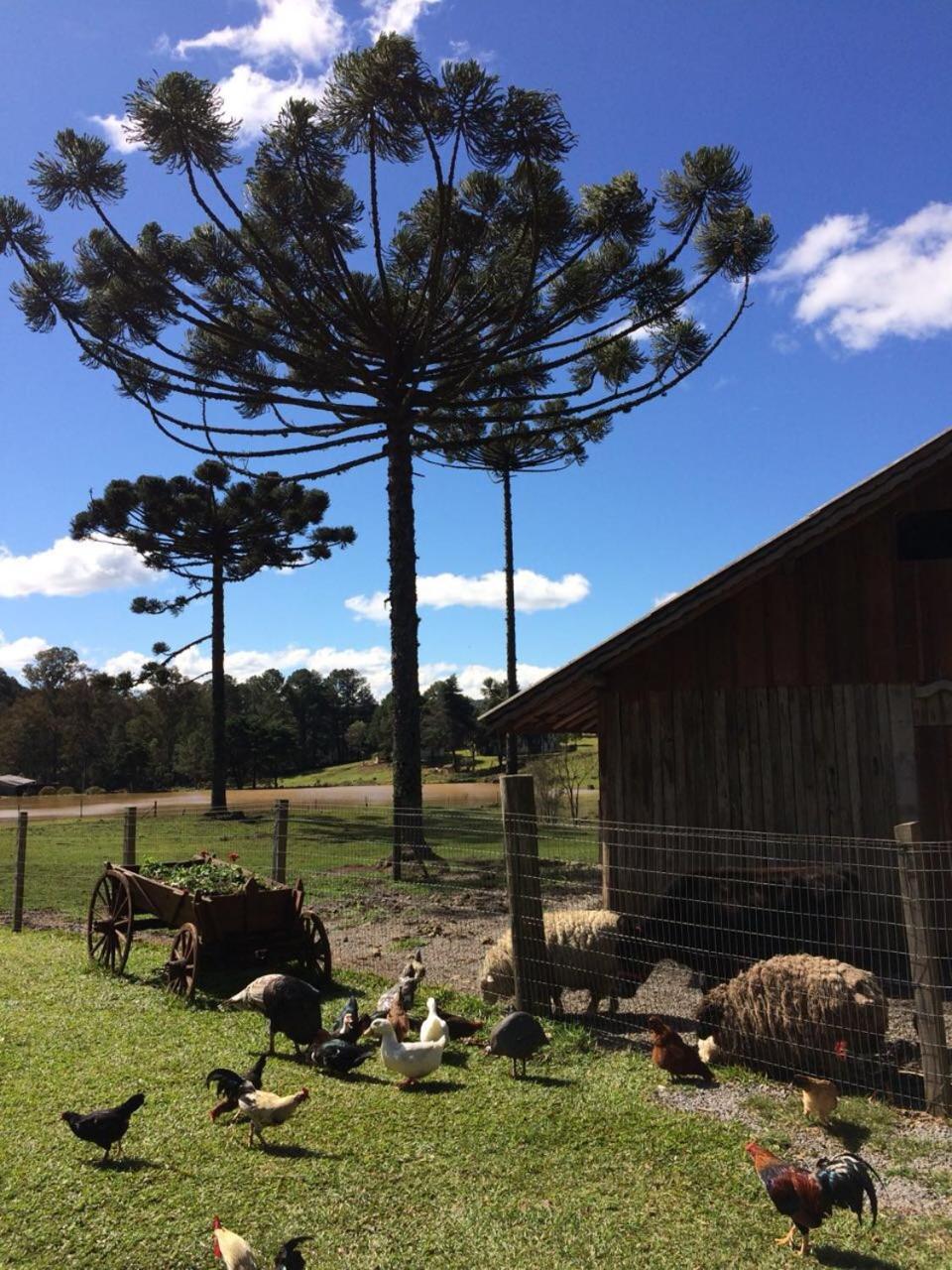 Chalés Família Fioreze Alojamento Gramado